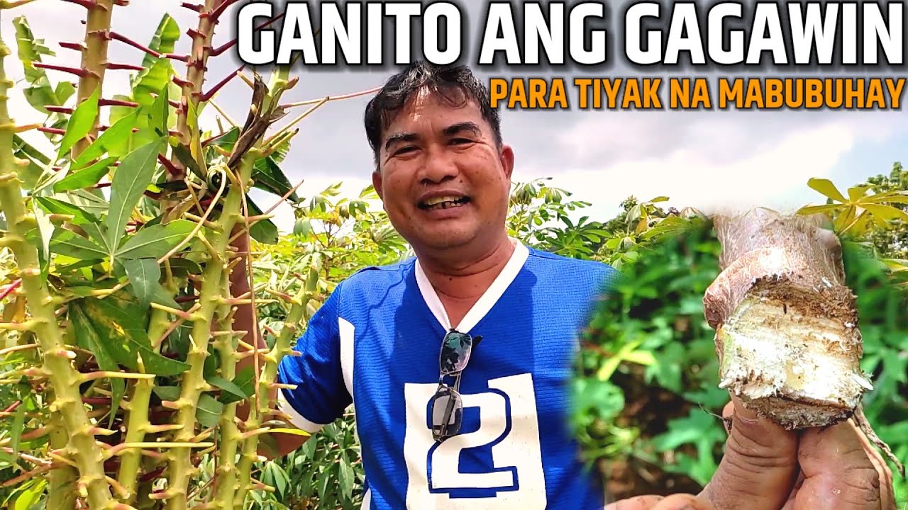 PAANO MAKATIYAK NA MABUBUHAY ANG KAMOTENG KAHOY | GANITO ANG GAWIN | D' Green Thumb