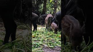 Amazing Best Food For Boar Pig Pig Hungry Eat Vege