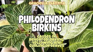 PHILODENDRON BIRKINS|CAUSES OF REVERTED, DRYING , CURLING AND YELLOWING OF LEAVES