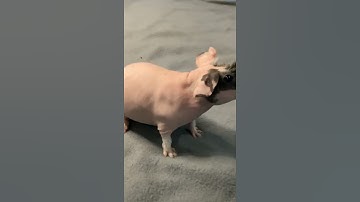 Thumbnail of WHEEK WHEEK! Loud Guinea Pig Butter… Skinny Pig