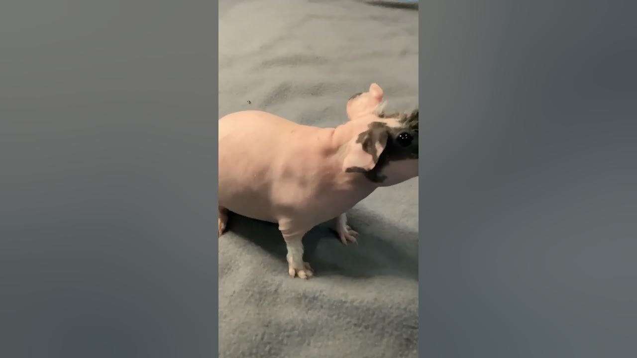 WHEEK WHEEK! Loud Guinea Pig Butter… Skinny Pig
