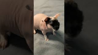 WHEEK WHEEK! Loud Guinea Pig Butter… Skinny Pig