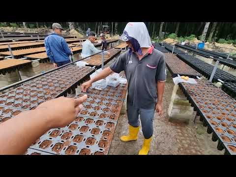 Video: Bagaimana anda membiak benih sawit?
