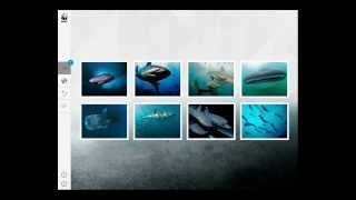 WWF Together Walkthrough on iPad