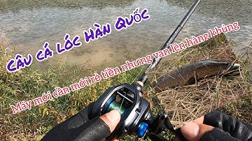 Câu cá lóc (cần và máy mới rẻ tiền vẫn lên hàng khủng) sự lựa chọn cho các cần thủ mới vào nghề