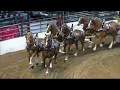 2017 calgary stampede heavy horse show  world six horse hitch