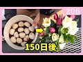 チューリップの育て方 栽培記録 園芸 ガーデニング 初心者 球根 ｂｙ園芸チャンネル 206