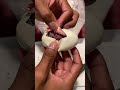 Most Fascinating What’s Inside This Egg! 🙈🐍