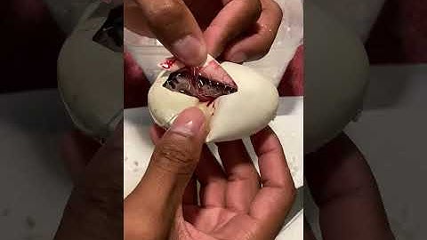 Most Fascinating What’s Inside This Egg! 🙈🐍