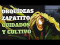 Orquídeas Zapatito Cuidados y Cultivo en Casa | Phragmipedium | Orquiplanet