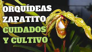 Orquídeas Zapatito Cuidados y Cultivo en Casa | Phragmipedium | Orquiplanet