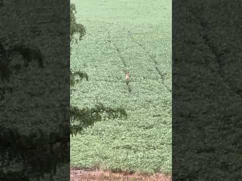 The things you see when mowing.