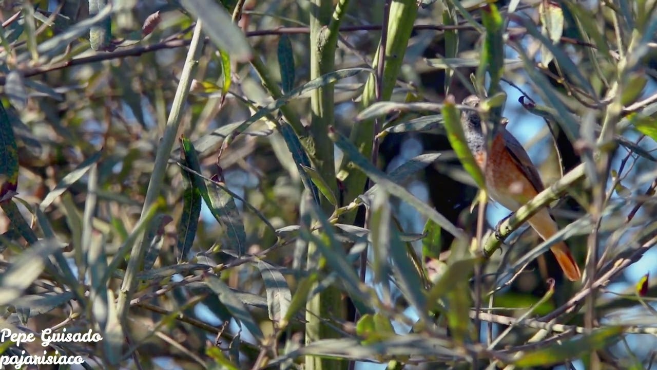 Colirrojo Real en migración