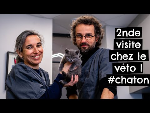 Vidéo: 10 Questions Auxquelles Vous Devez Répondre Avant La Visite Vétérinaire De Votre Chat