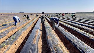 CULTIVO DE CEBOLLA POR CONTRATO EN SANGER CA / ONION HARVEST