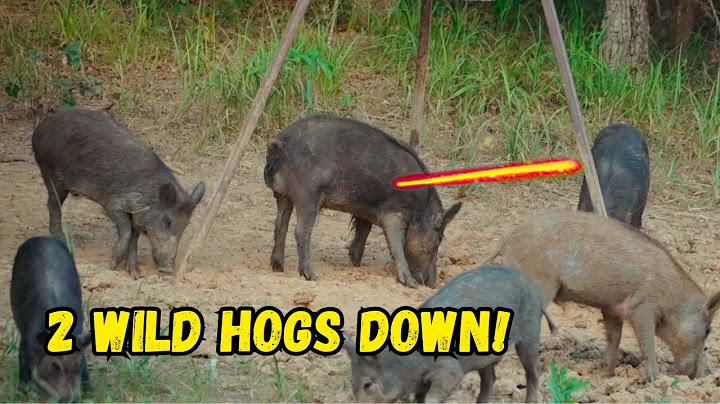 WILD HOG DROPS IN HIS TRACKS! - 2 Pigs Down Archery Hunting!