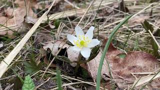 A spring Day at Blidö with Naturesounds