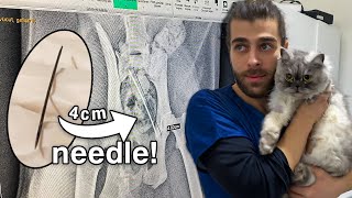 EMERGENCY OPERATION! ( The Cat Ate A Huge Needle! )