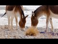 Kings of Ladakh: Survival and Adaptations