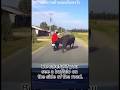 Thailand Buffalo is crazy ヤバいバッファロー