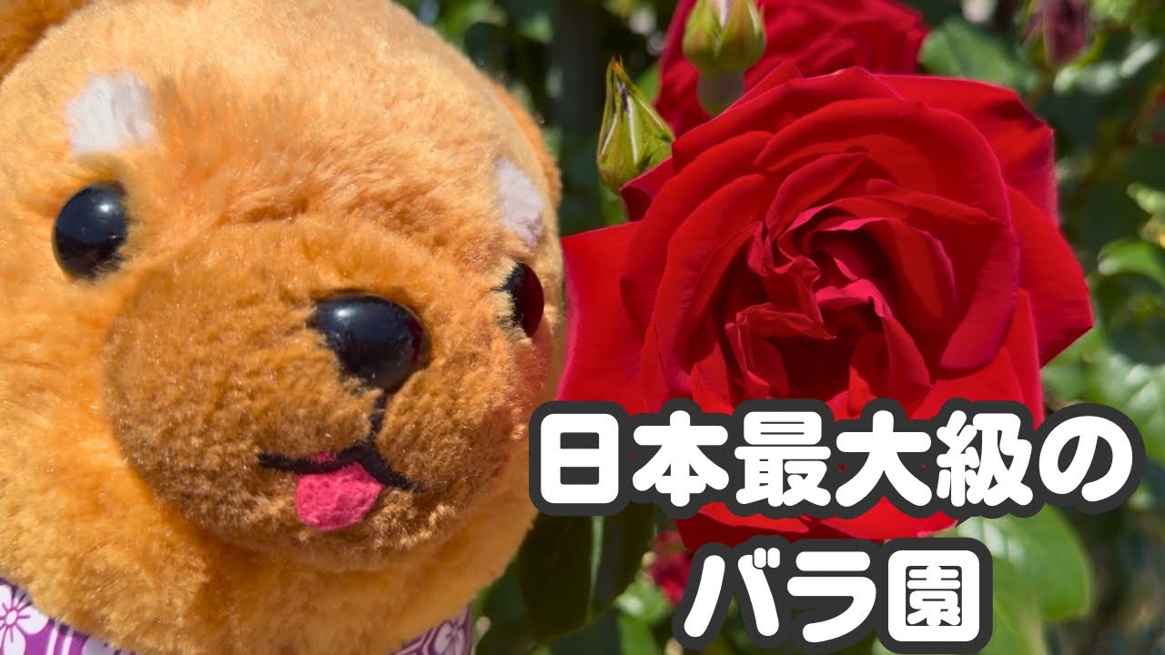 6000品種のバラが咲く！岐阜ワールドローズガーデン🌹」 - YouTube