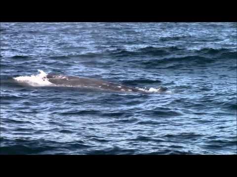 Friendly Gray Whales Monterey