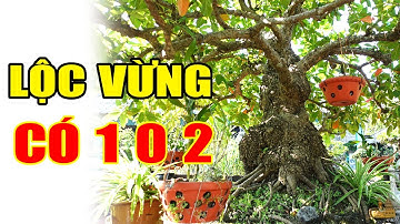 Cây Lộc Vừng có 1 0 2 của chú Chinh ở Hải Dương (đt 0981704269)