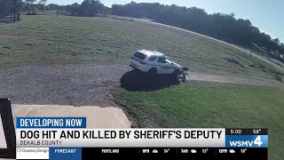 Dog hit and killed by sheriff's deputy