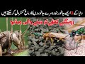 3 craziest cases of mind control in nature in hindi  urdu  black world urdu