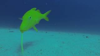 Sand Eel colony YT 1080p