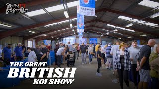 Download Lagu Great British Koi Show 2025 – Full Tour \u0026 Highlights MP3 Download Lagu Great British Koi Show 2025 – Full Tour \u0026 Highlights MP3
