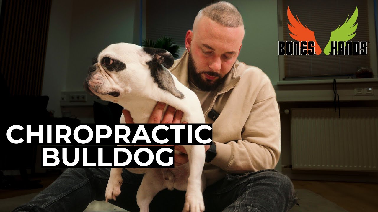 Französische Bulldogge wird BEHANDELT | Animals Chiropractic 💚💚💚💚