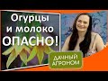 Огурцы болеют, чем полить? НИЧЕМ! Выращивай огурцы правильно!