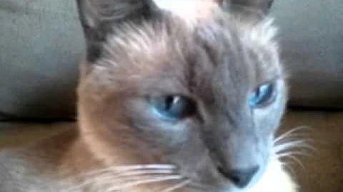Video 11763481: cute siamese cat