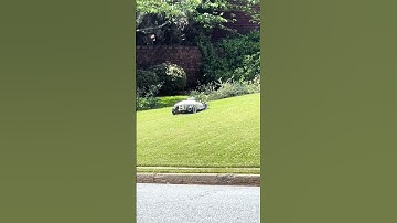 ROBOT CẮT CỎ #robot #congnghe #dochoicongnghe #cuocsongmy