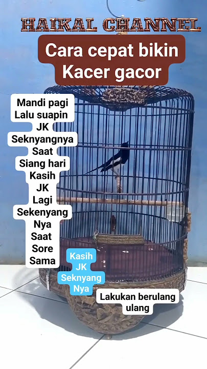 setingan biar jebol birahi Kacer part 1