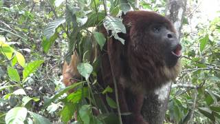 Red Howler Monkey Howls at Senda Verde Animal Refuge Bolivia
