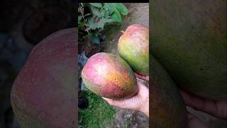 Mangga Coconut Pakistan Ukuran Jumbo U0026 Rasanya Manis