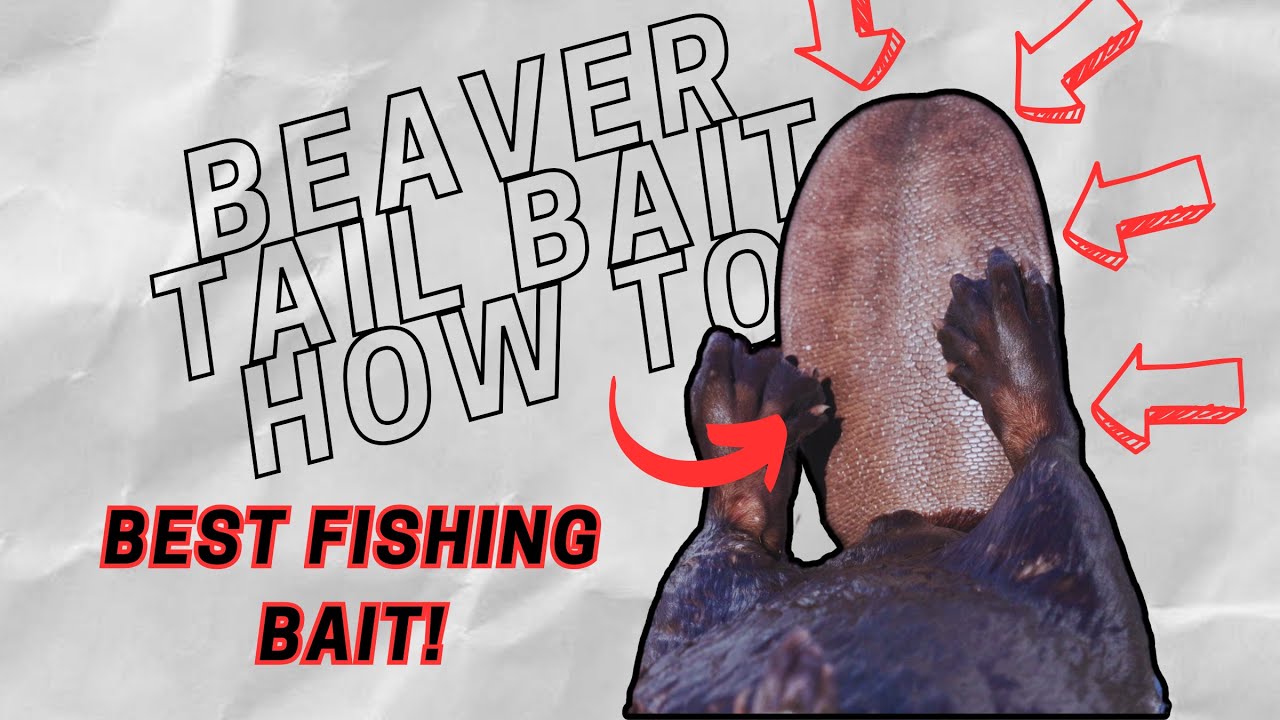 Beaver Tail Bait How To 