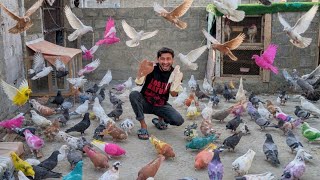Bahut zada Kabutaron Mein se Lal Siraji pakar Liya 🤑 aur phar Kya hua 😱 how to check pigeon 