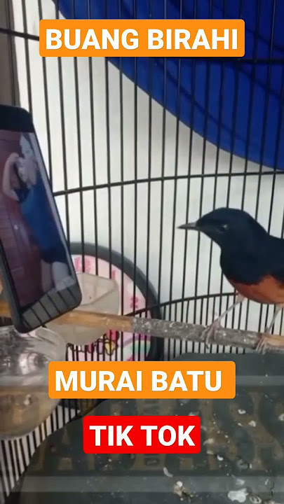 VIRAL MURAI BATU TIK TOK BUANG BIRAHI 🤭