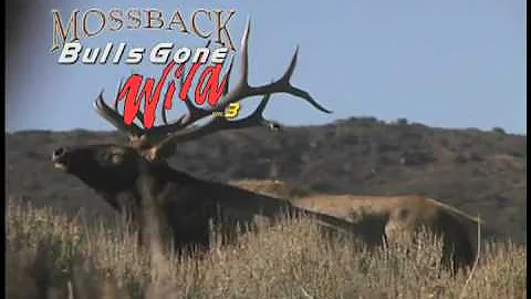 MossBack Bulls Gone Wild  Vol. 3 Trailer