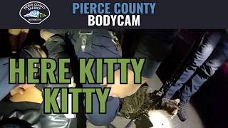 Here Kitty Kitty