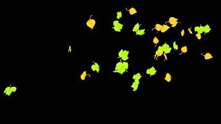 Leaves in the wind