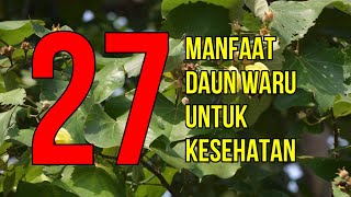 Masya Allah, Inilah 27 Manfaat Daun Waru untuk Kesehatan dan Kecantikan