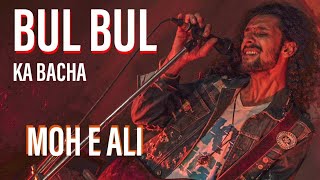 Bulbul Ka Bacha | Moh E Ali