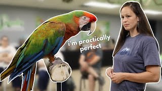 Does The Perfect Bird Exist?! | Reece The Shamrock Macaw