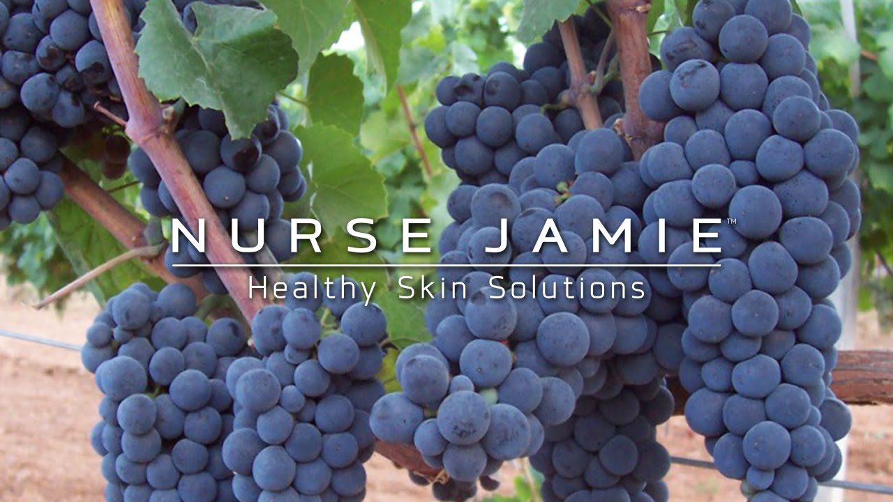 пино нуар виноградник. сорт винограда гаме. пино сорт винограда. Pinot noir виноград. виноград пино нуар.