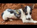 Amazing transformation of sick dog  rescue dog before and after