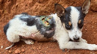Amazing transformation of sick dog | rescue dog before and after😱